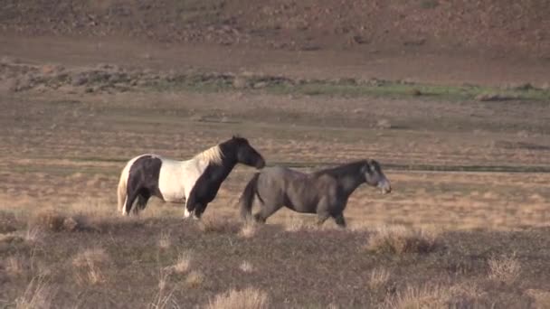 Άγρια Άλογα Την Άνοιξη Στην Έρημο Της Γιούτα — Αρχείο Βίντεο