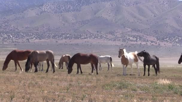 Caballos Salvajes Primavera Desierto Utah — Vídeos de Stock