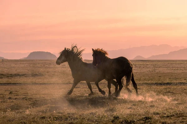 犹他州沙漠中的一对野马在日出时分争斗 — 图库照片