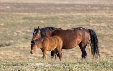 Utah çölünde baharda vahşi bir kısrak ve tay.