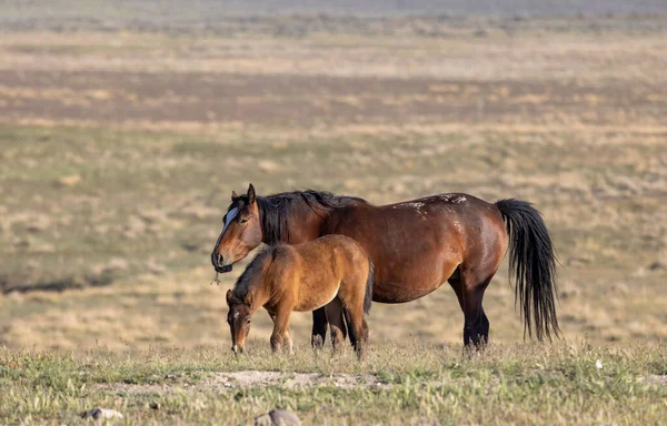 Cavalo Selvagem Égua Potro Primavera Deserto Utah — Fotografia de Stock