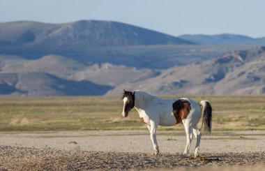 Baharda Utah çölünde güzel vahşi bir at.