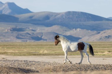 Baharda Utah çölünde güzel vahşi bir at.