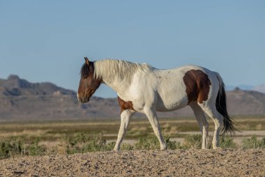 Baharda Utah çölünde güzel vahşi bir at.