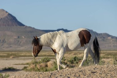 Baharda Utah çölünde güzel vahşi bir at.