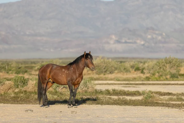 a beautiful wild horse in spring in the Utah desert