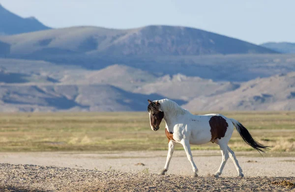Beautiful Wild Horse Spring Utah Desert — Stock Photo, Image