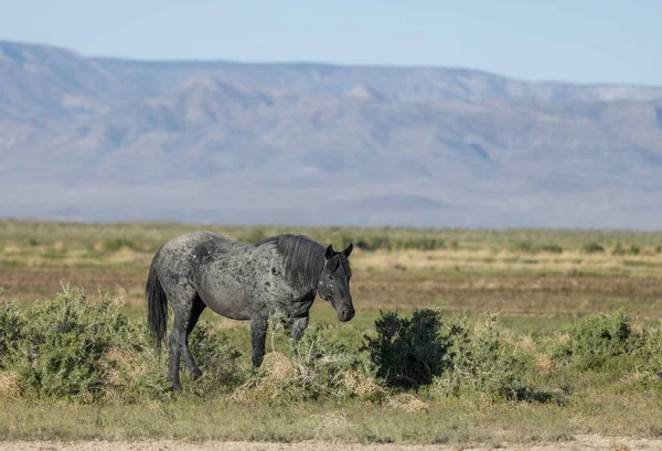 Красивая Дикая Лошадь Весной Пустыне Юта — стоковое фото