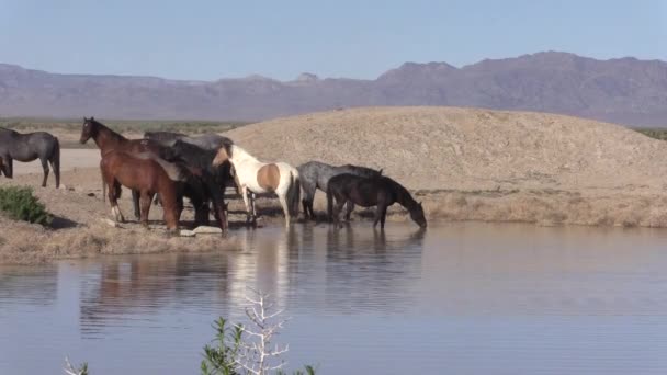Ένα Κοπάδι Άγρια Άλογα Μια Λίμνη Της Ερήμου Στη Γιούτα — Αρχείο Βίντεο