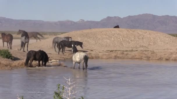 Ένα Κοπάδι Άγρια Άλογα Μια Λίμνη Της Ερήμου Στη Γιούτα — Αρχείο Βίντεο