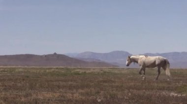 Baharda Utah çölünde güzel vahşi bir at.