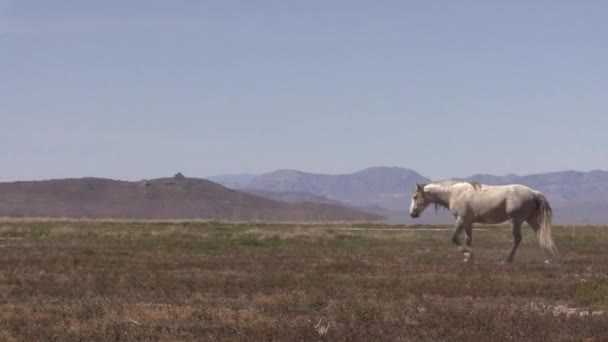 Ένα Όμορφο Άγριο Άλογο Την Άνοιξη Στην Έρημο Της Γιούτα — Αρχείο Βίντεο