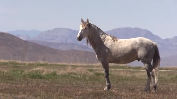 Beau Cheval Sauvage Printemps Dans Désert Utah — Video