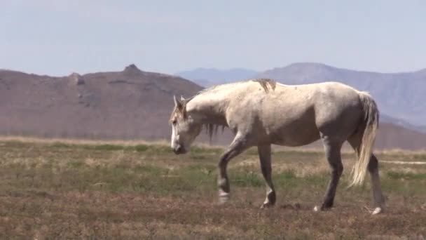 Ένα Όμορφο Άγριο Άλογο Την Άνοιξη Στην Έρημο Της Γιούτα — Αρχείο Βίντεο