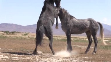 Utah çölünde ilkbaharda vahşi atlar