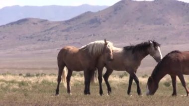 Utah çölünde ilkbaharda vahşi atlar