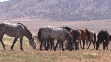 Utah çölünde ilkbaharda vahşi atlar