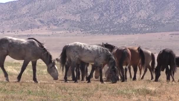 Cavalos Selvagens Primavera Deserto Utah — Vídeo de Stock