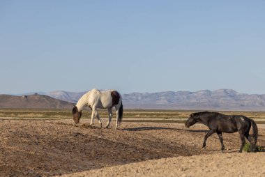 Utah çölünde bir çift vahşi at.