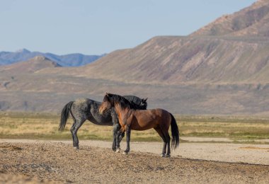 Utah çölünde bir çift vahşi at.