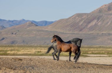 Utah çölünde bir çift vahşi at.