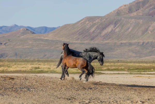 Pair Wild Horse Stallions Utah Desert — Stock Photo, Image