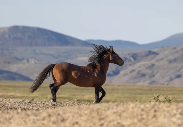 Hermoso Caballo Salvaje Desierto Utah Primavera — Foto de Stock