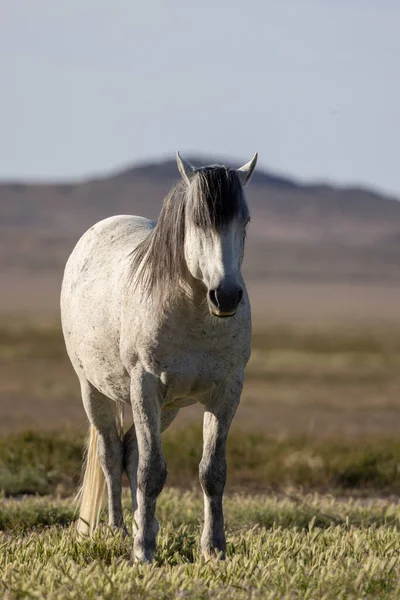 Piękny Dziki Koń Pustyni Utah Wiosną — Zdjęcie stockowe