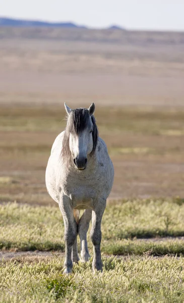 春天犹他州沙漠中一匹美丽的野马 — 图库照片
