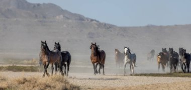 Baharda Utah çölünde vahşi bir at sürüsü.