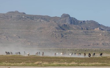Baharda Utah çölünde vahşi bir at sürüsü.