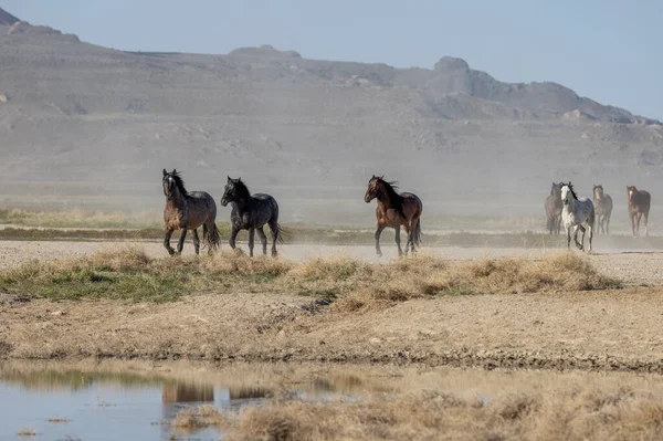 Herd Wild Horses Spring Utah Desert — Stock Photo, Image