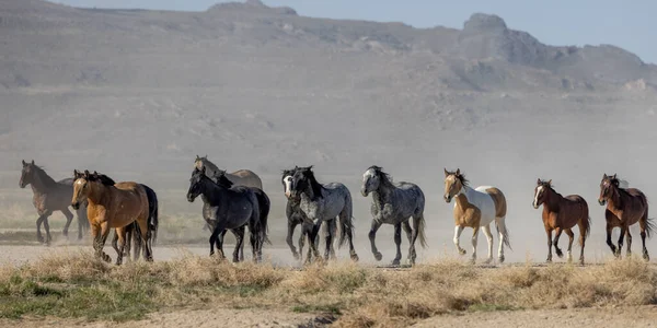 Una Mandria Cavalli Selvatici Primavera Nel Deserto Dello Utah — Foto Stock