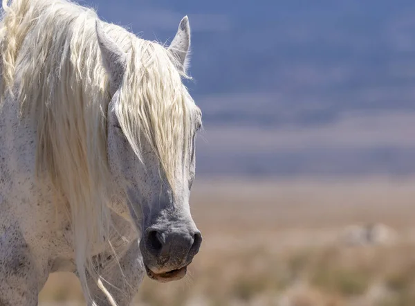 Majestatycznym Dziki Koń Ogier Pustyni Utah — Zdjęcie stockowe