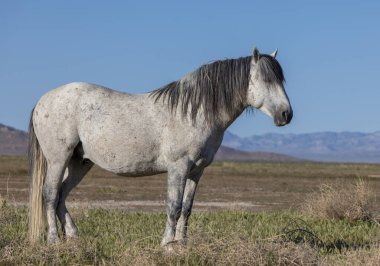 Utah çölünde baharda vahşi bir at.