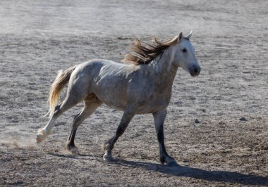 Utah çölünde baharda vahşi bir at.