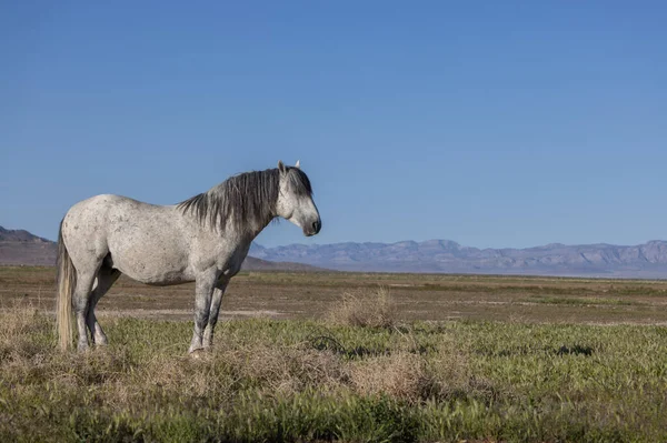 Een Wild Paard Hengst Het Voorjaar Utah Woestijn — Stockfoto