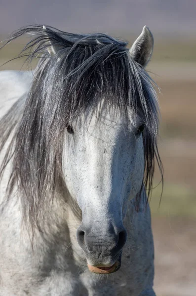 Wild Horse Stallion Spring Utah Desert — Stock Photo, Image