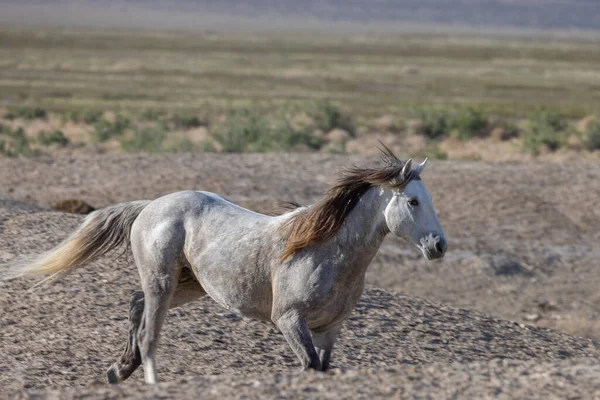 Divoký Kůň Hřebec Jaře Poušti Utah — Stock fotografie