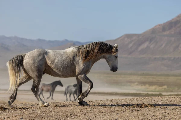 Vild Hästhingst Våren Utahöknen — Stockfoto