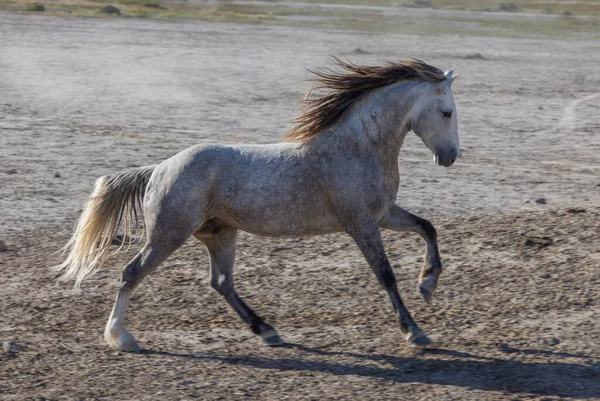 Kuda Liar Kuda Kuda Musim Semi Gurun Utah — Stok Foto