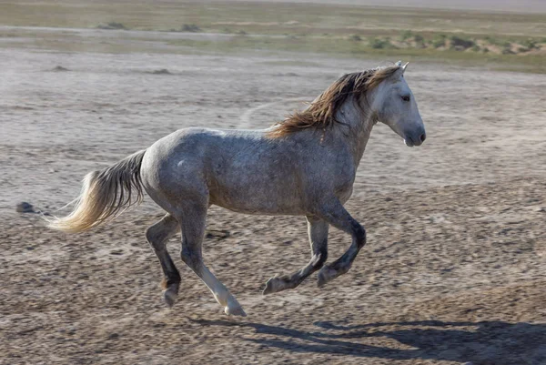 Wild Horse Stallion Spring Utah Desert — Stock Photo, Image