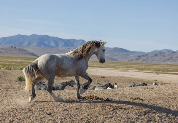 Wild Horse Stallion Spring Utah Desert — Stock Photo, Image