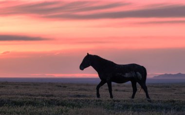 Utah çölünde gün batımında vahşi bir at silueti.