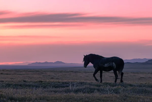 Wild Horse Silhouetted Sunset Utah Desert — Stock Photo, Image