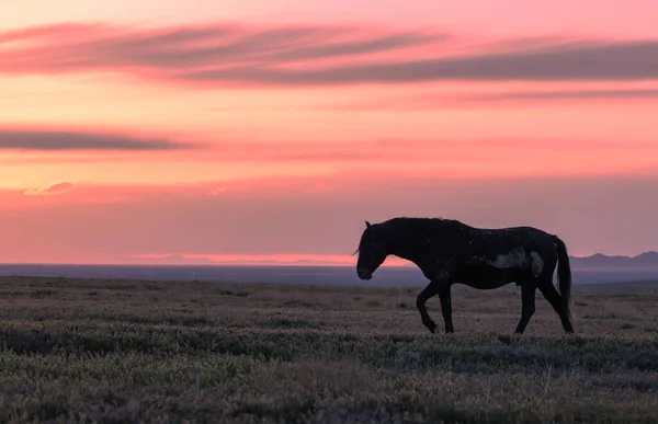 Poušti Utah Při Západu Slunce Rýsoval Divoký Kůň — Stock fotografie