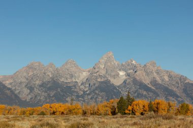 Grand Teton Ulusal Parkı Wyoming 'de sonbaharda manzaralı bir manzara.
