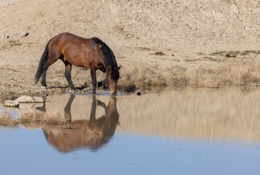 Utah 'ta çöldeki bir su birikintisinde içen vahşi bir at.