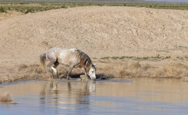Utah 'ta çöldeki bir su birikintisinde içen vahşi bir at.
