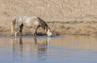Utah 'ta çöldeki bir su birikintisinde içen vahşi bir at.